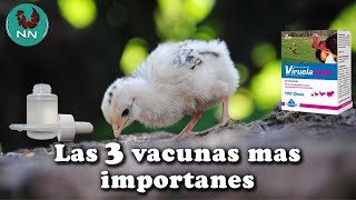 3 vacunas importantes que deben de tener tus pollitos.
