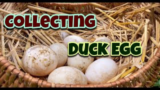 Collectig Duck Eggs Day 120 | Duck Egg | Desi Duck | Village Farm | Homemade Farm | Andhra Pradesh by Indian Agri Farm 801 views 9 months ago 8 minutes, 12 seconds
