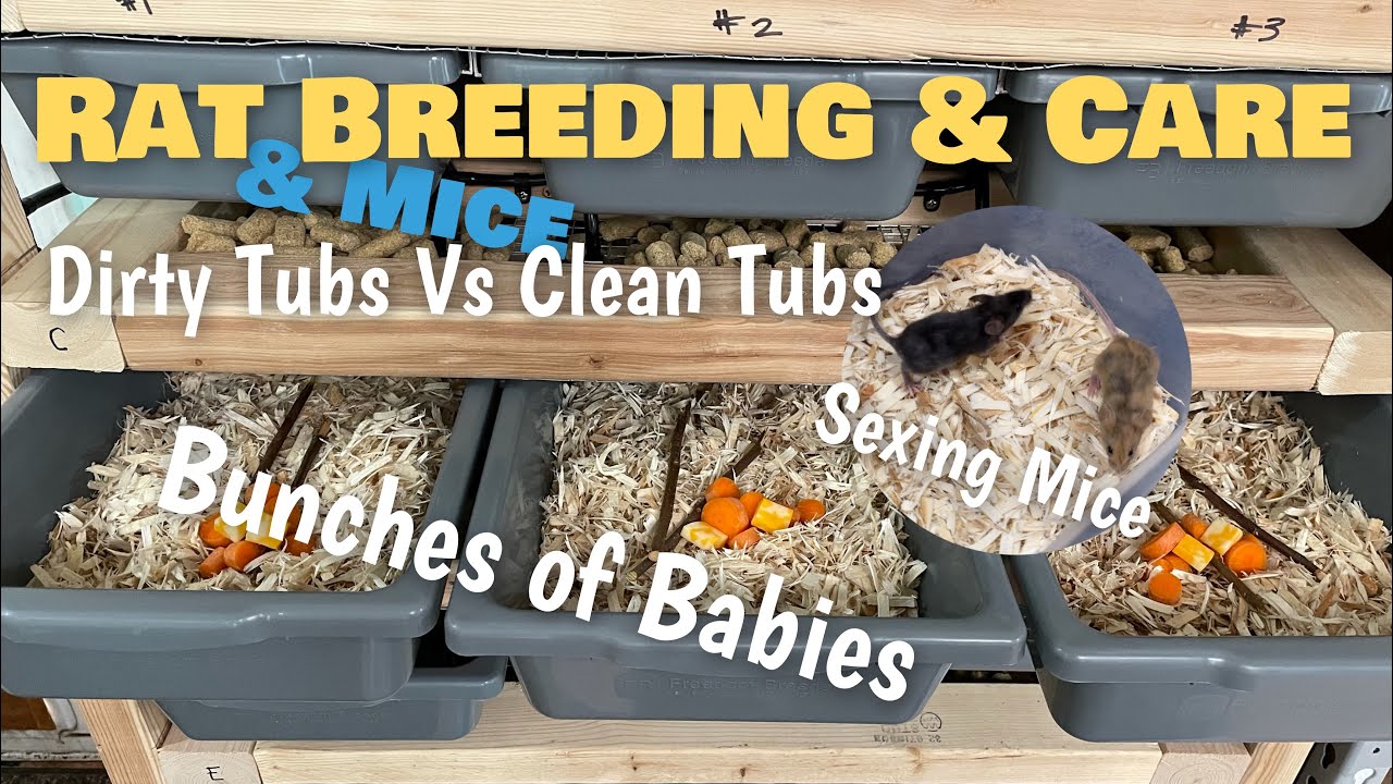 Dirty Tubs Vs Clean Tubs Sexing Mice Bunches of Rat Babies YouTube