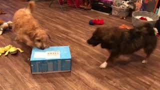 December 2017 BarkBox