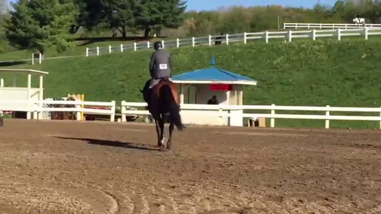 Emiel. Training jumpers. Lexington, VA. April 24, 2015. Ragan Roberts