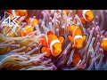 Sacred Aquarium 4K (ULTRA HD) 🐠 Discover Beautiful Coral Reef Fish with Relaxing Sleep Music