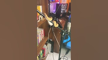 مار طرح موز🐍🔥🍌 #ballpython #مار #reptile #animal #python #پایتون #حیوان_خانگی #پیتون #snake