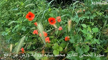 محمد سايد - سورة الضحى |093| MOHAMED SAYED - SURAT AL DUHA