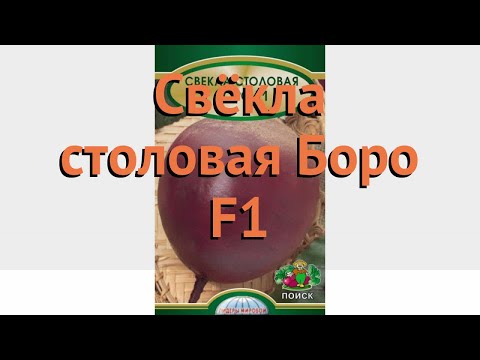 Свекла столовый Боро F1 (boro f1) 🌿 столовый свекла Боро F1 обзор: как сажать, семена свеклы Боро F1