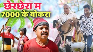 छेरछेरा म 7000 के बोकरा 😁 cg comedy || dholdhol cg comedy video ||gullu-chandva & dhol dhol cg natak