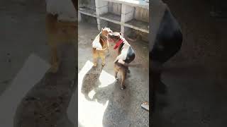 كلاب البيتبول الاخطر بالعالم فايتر و زويا تزاوج? dog pet pitbull doglover funny pitbulldogcat