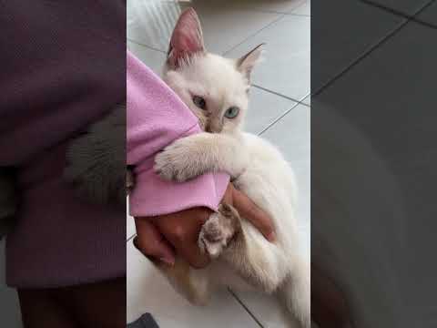 Video: Agresi pada Kucing