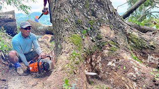 Felling of Century old Trembesi tree.