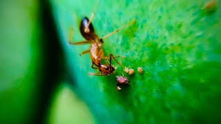 Ant on the Mango Macro 4K View #nature #macro #4k #naturelovers