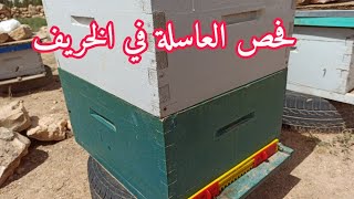 فحص العاسلة لخلية نحل قوية في فصل الخريف