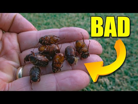 Grub Damage in Lawns - Identify and Kill Lawn Grubs Early 