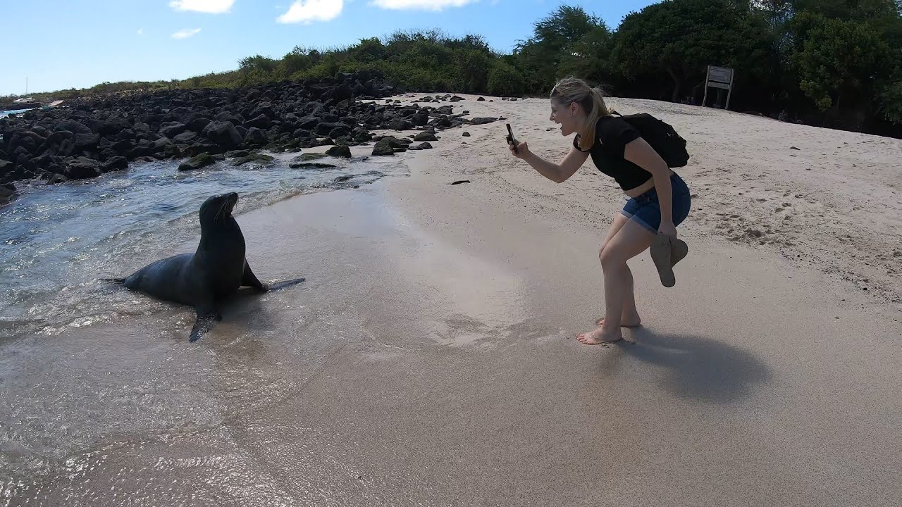 Galapagos Diving a bit in 2019 YouTube