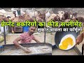 बकरियों की खुराक का देसी फार्मूला | home made feed supplement | sukant chawla | pkraj vlogs