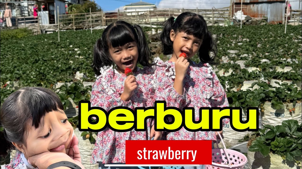 grebek kebun strawberry #grebek #grebekkebun #grebekkebunstrawberry