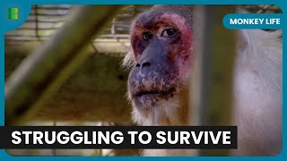 Elderly Primates Face Medical Emergencies at Monkey World | Monkey Life | Documentary