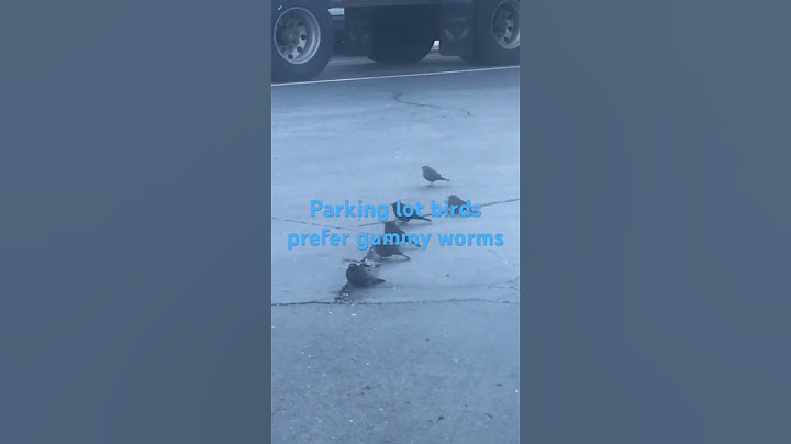 Birds don’t eat worms