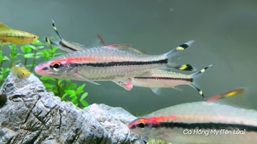 Cá Hồng Mi (Tên Lửa) - Cá Thuỷ sinh đẹp