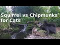 Squirrel vs Chipmunks for Cats