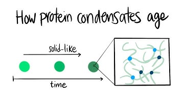 How Protein Condensates Age