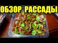 Рассада цветов. Как вырастить? Как растёт? Вся правда!