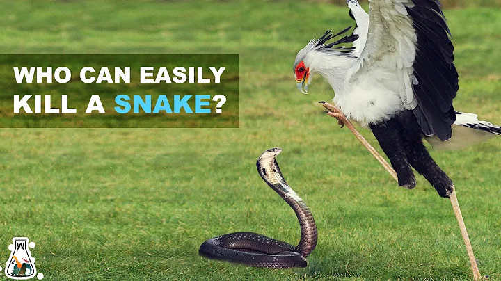 10 Specialized Animals To Kill Snakes - DayDayNews
