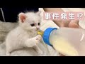 子猫のミルクタイム中、珍事件が起こりました…