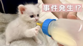 During the kitten's milk time, a rare incident occurred...