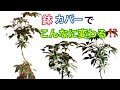 お洒落な観葉植物の[鉢カバー]教えます