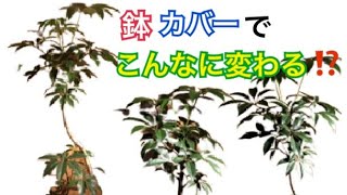 お洒落な観葉植物の[鉢カバー]教えます