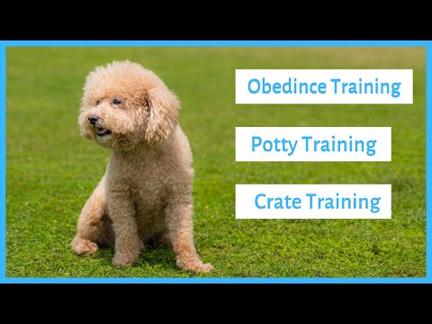 Curated visual reference: Gallery Detail: Obedience Potty And Crate Training For Poodles Updated Guide