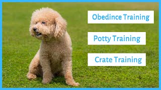 Training a Poodle - Obedience, Potty & Crate Training
