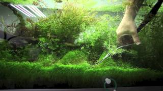 Entretien et taille des plantes d'aquarium - ADA Nature Aquarium