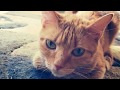 Wu Kitty Trailer for Rescued 2: The Healing Stories of 12 Cats Through Their Eyes