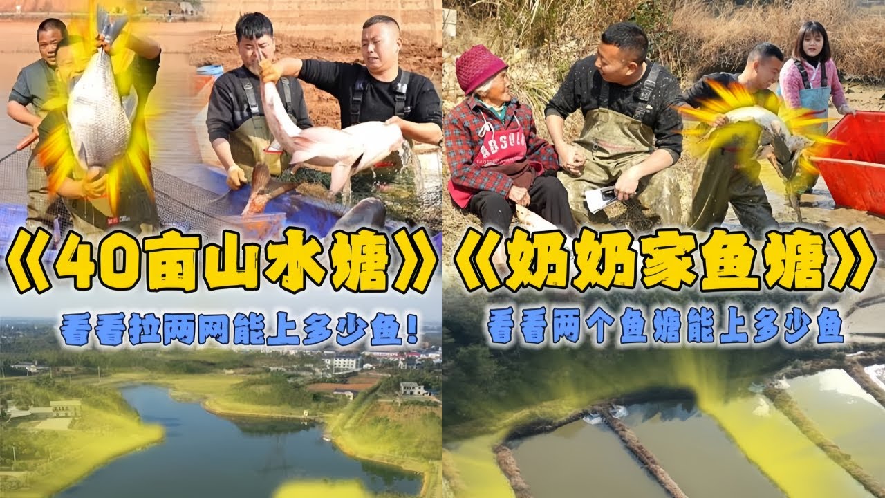花10万包下40亩的山水塘，拉两网看看能上多少鱼？｜盘下奶奶家的两口鱼塘，看看到底能上多少鱼？