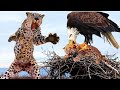 Story Touching! Helpless Leopard Watch Her Poor Cub Being Destroyed By Evil Eagle But Doing Nothing