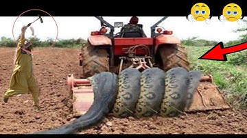 Mf 385 powerful Performance on 7 tine Goba Chisel | deep down chisel Performance 💪 with stunts