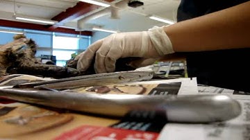 Cat dissection part 2