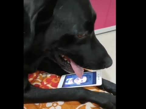 Sushant Singh Pet Dog Heart Breaking Video | YouTube Shorts | YT Shorts
