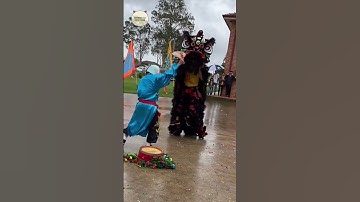 Thumbnail of #liondance #chinesenewyear2023 #lunarnewyear