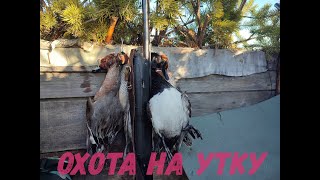 ОХОТА НА УТКУ В КОМИ. МАЙ 2023.