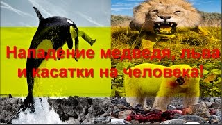 Нападение медведя, льва и касатки на человека! Bear attack, lion and killer whale in person!