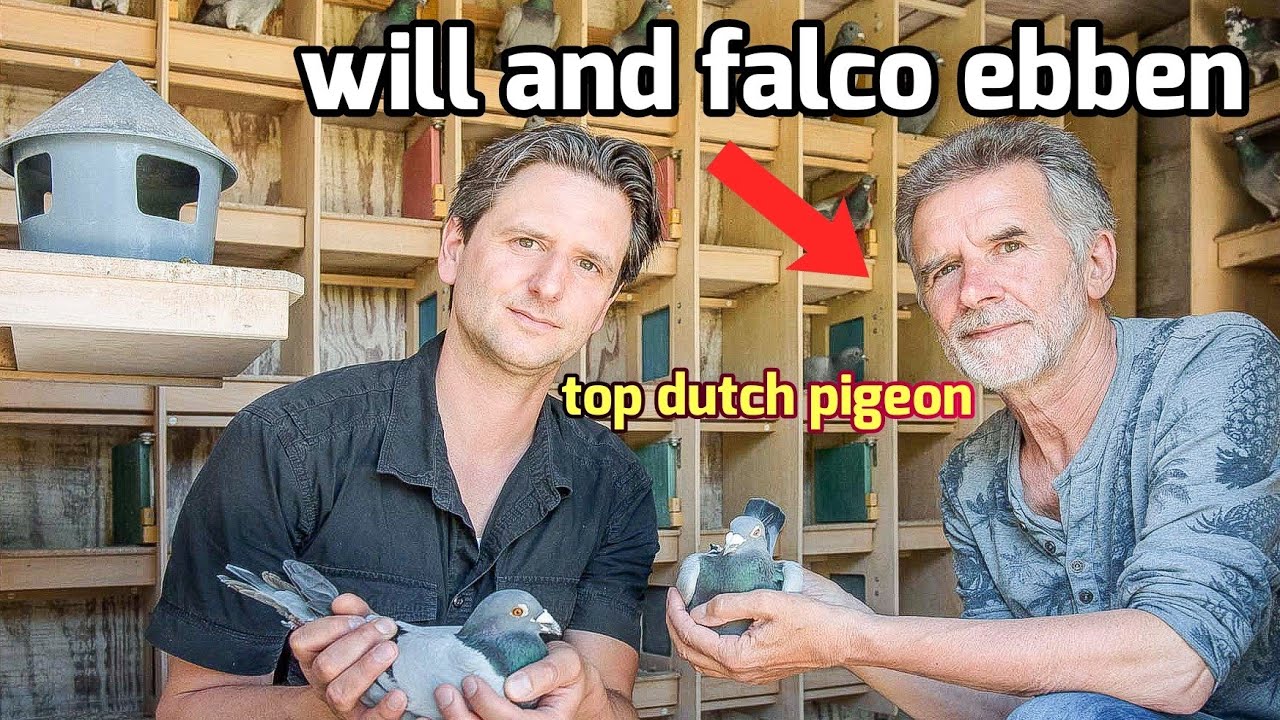 Dutch Racing Pigeons Top Dutch Racing Pigeons from Will & Falco Ebben | Herbots Auction ...