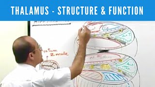 Thalamus | Structure and Function | Neuroanatomy
