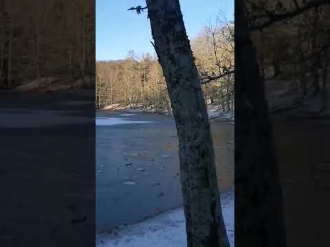 Ghiacciato il laghetto della Foresta Umbra