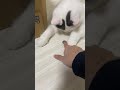 なんとしても100円をネコババしたいねこがみ様が可愛すぎた【#Shorts】