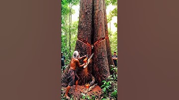 Snake Breaks Out of the Tree! #woodworking#chainsaw#treecutting