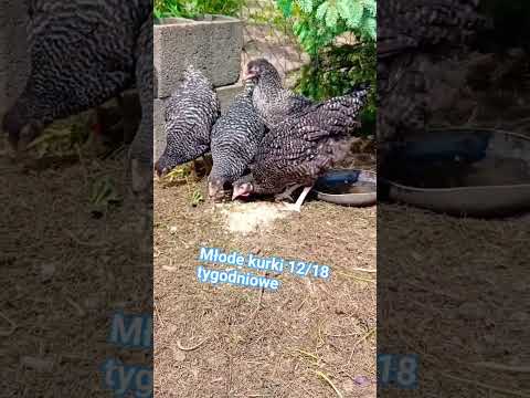 młode kurki #youtubeshorts #shorts #short #kurki