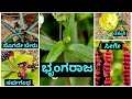 Plants names in kannada language part 1