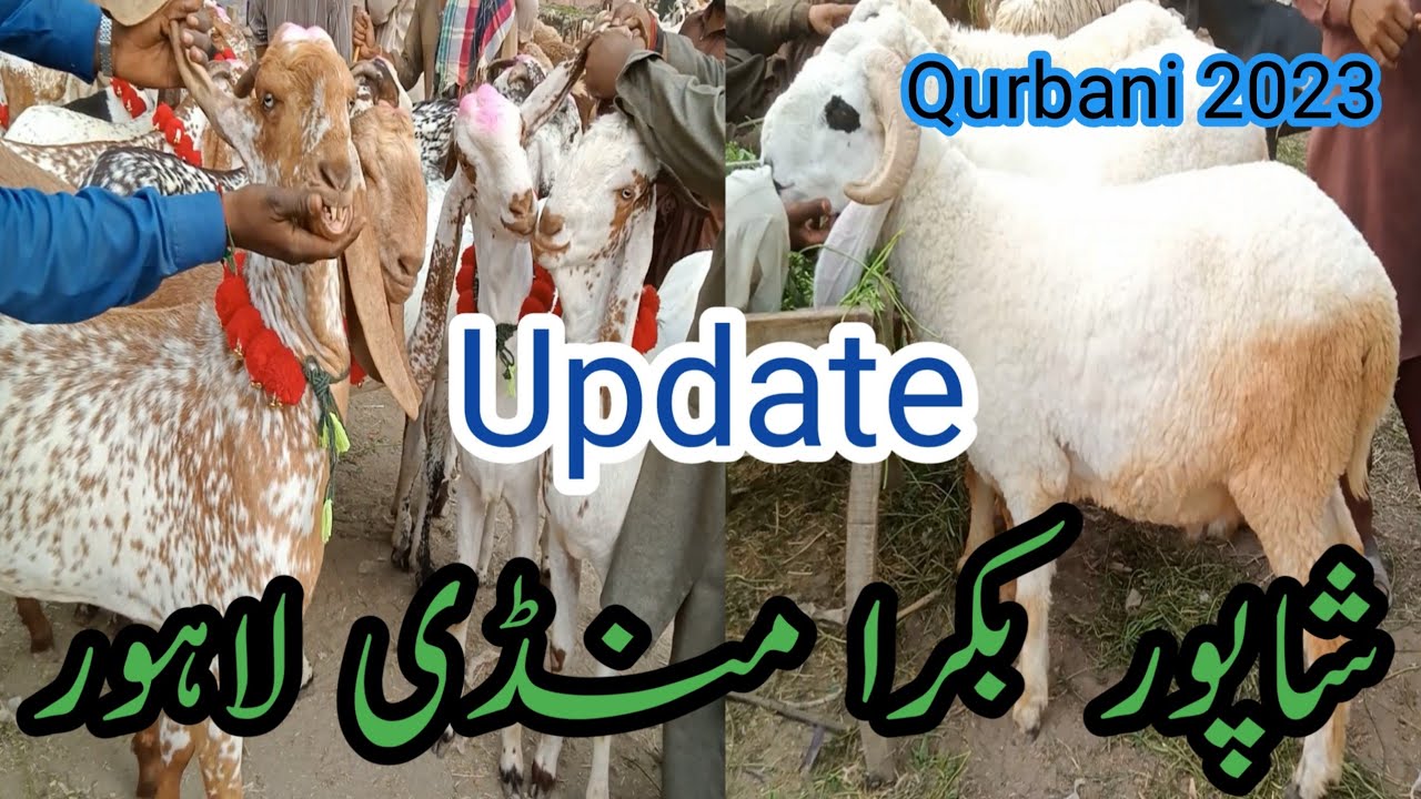Shahpur Kanjra Bakra Mandi Lahore | Qurbani Wale Janwar Update ...